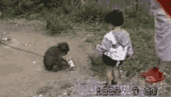 Monkey gif